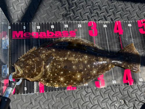 ヒラメの釣果