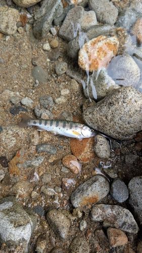 ヤマメの釣果