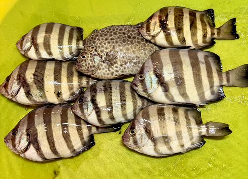 イシダイの釣果