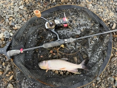 ハスの釣果