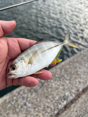 ギンガメアジの釣果