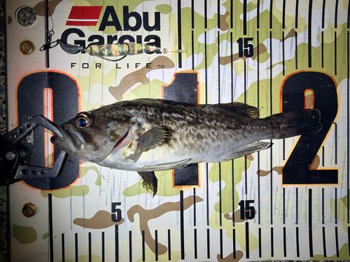 クロソイの釣果