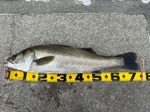 スズキの釣果