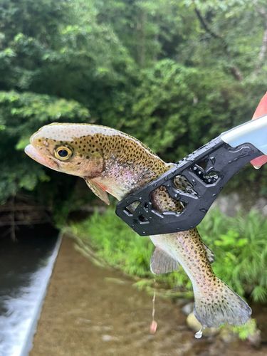 ニジマスの釣果