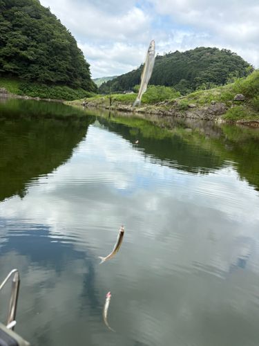 ワカサギの釣果