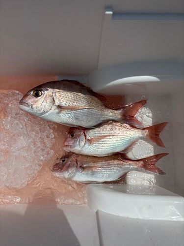 マダイの釣果