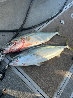 メジロの釣果