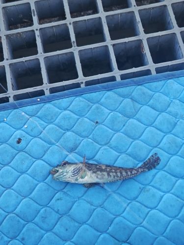 ハゼの釣果