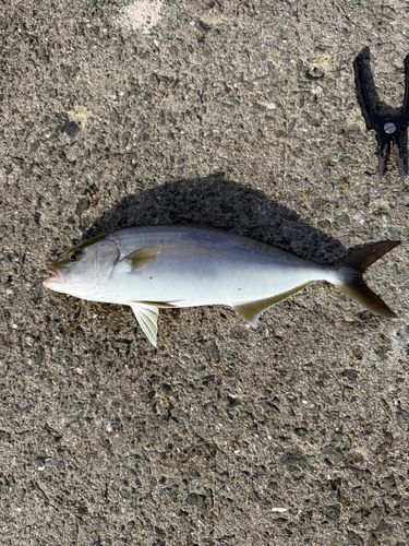 ネリゴの釣果