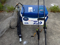 マイワシの釣果