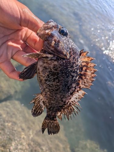 クロソイの釣果
