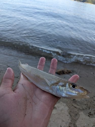 キスの釣果