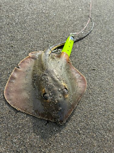 エイの釣果