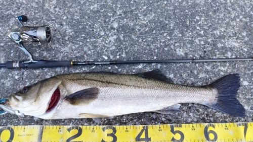シーバスの釣果