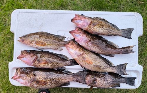 オオモンハタの釣果