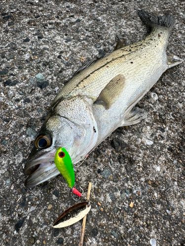 スズキの釣果
