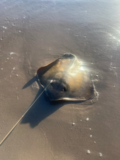 アカエイの釣果