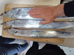 タチウオの釣果
