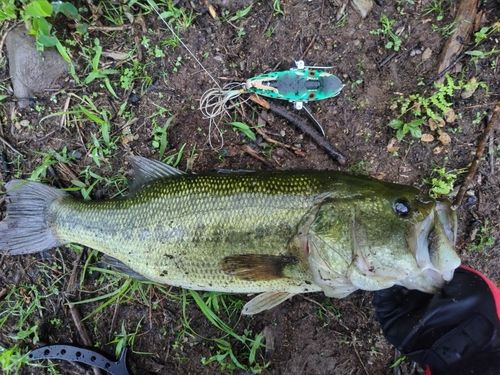 ブラックバスの釣果