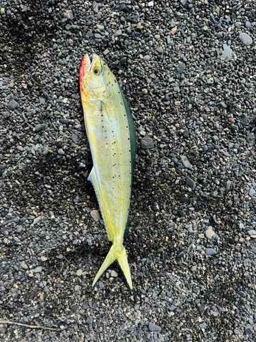 シイラの釣果