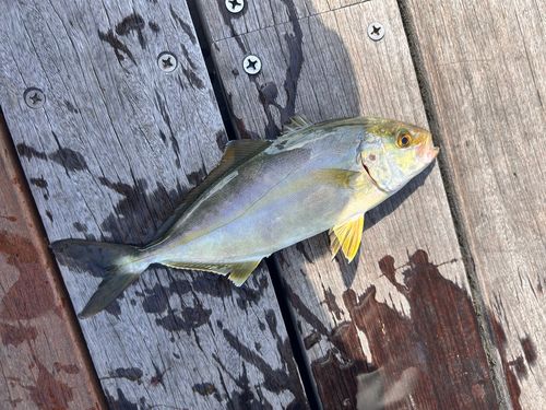 ショッコの釣果
