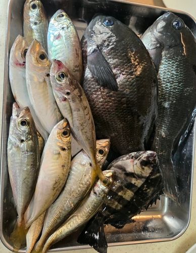 アジの釣果
