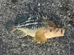 シマソイの釣果