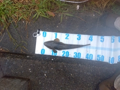 コチの釣果