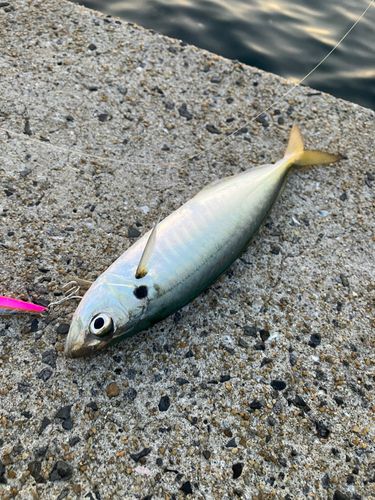 マルアジの釣果