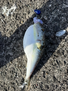フグの釣果
