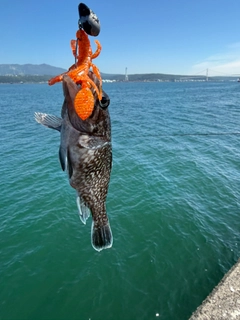 マゾイの釣果
