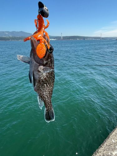 マゾイの釣果