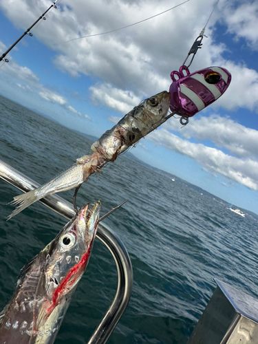 タチウオの釣果