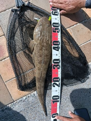 マゴチの釣果