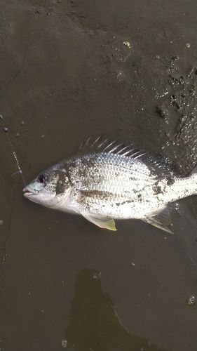 キビレの釣果
