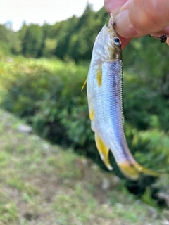 カワムツの釣果
