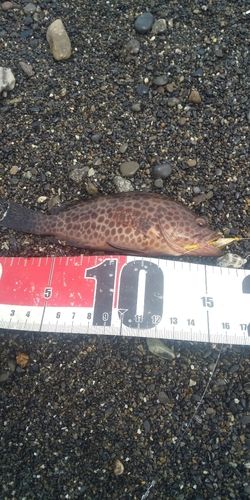 オオモンハタの釣果