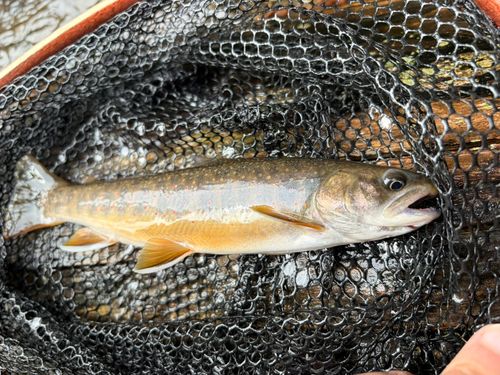 オショロコマの釣果