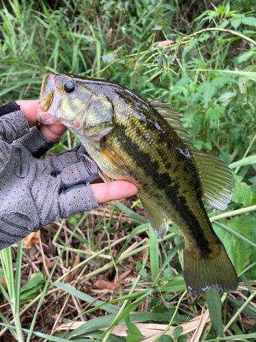 ラージマウスバスの釣果