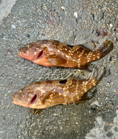 キジハタの釣果
