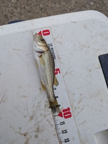 セイゴ（マルスズキ）の釣果