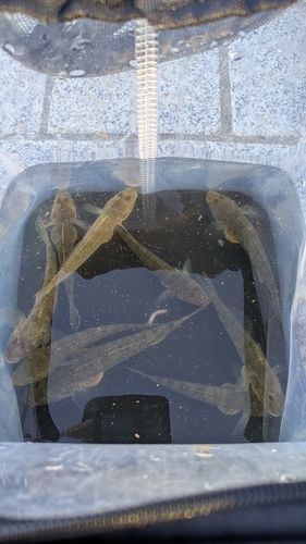 マハゼの釣果