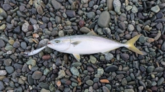 イナダの釣果