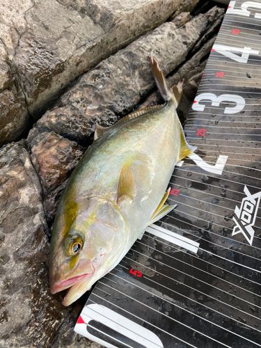 ショゴの釣果