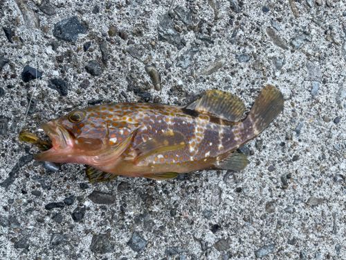 キジハタの釣果