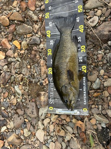 スモールマウスバスの釣果