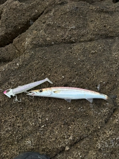 カマスの釣果