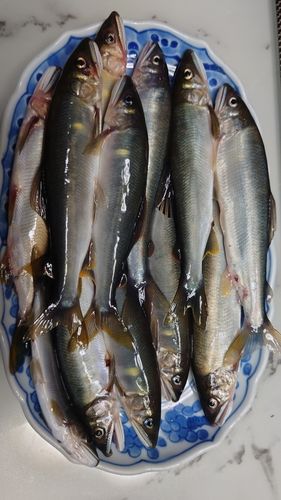 アユの釣果
