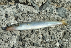 カマスの釣果