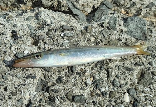 カマスの釣果